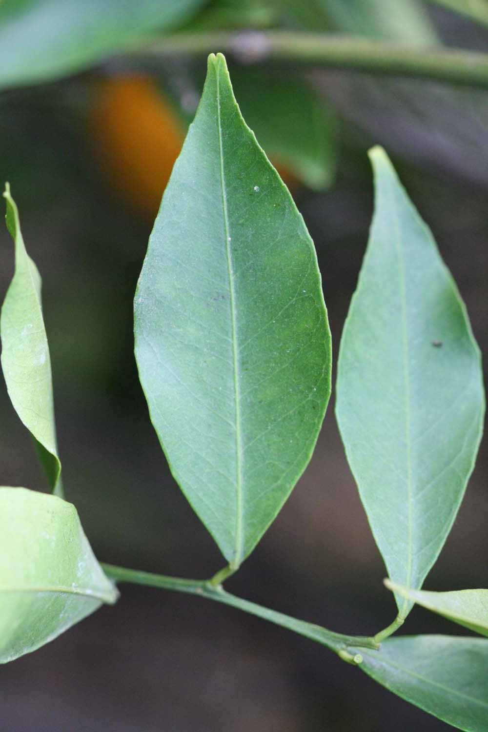              Unifoliolate leaf (Riverside, CA)       